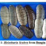 Figure 1: Holothuria Scabra from Bungin Island