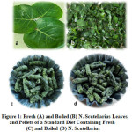  Figure 1: Fresh (A) and Boiled (B) N. Scutellarius Leaves, and Pellets of a Standard Diet Containing Fresh (C) and Boiled (D) N. Scutellarius