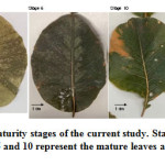 Figure 2: The selected maturity stages of the current study. Stages 2 and 3 represent the immature leaves, stages 6 and 10 represent the mature leaves and stage 15 represent senescing leaves.