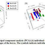 Figure 3: Principal component analysis (PCA) (A) individual trees and (B) maturity stages of the leaves. The symbols indicate individual subjects.