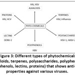 Figure 3: Different types of phytochemicals (alkaloids, terpenes, polysaccharides, polyphenols, polyphenols, lectins, proteins) that shows anti-viral properties against various viruses.