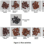 Figure 1: Rice varieties