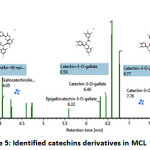 Figure 5: Identified catechins derivatives in MCL