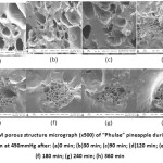Figure 2: SEM Porous Structure Micrograph (x500) of “Phulae” Pineapple During Osmotic Dehydration.