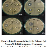 Figure 4: Antimicrobial Activity.