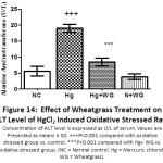 Figure 14:  Effect of Wheatgrass Treatment on ALT Level of HgCl2 Induced Oxidative Stressed Rats.