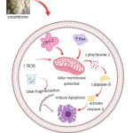 Figure 3: Apoptosis Signaling Pathways of  Zerumbone.