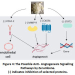 Figure 4: The Possible Anti- Angiogenesis Signalling Pathways by Zerumbone.