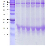 Figure 1: Protein Profile of the Cottage Cheese as Observed with SDS-PAGE.