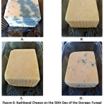 Figure 6: Kashkaval Cheese on the 56th Day of the Storage: Fungal Growth in Control (A); Edible Films of 1% CMC with 1% Propolis Ethanolic Extracts – T1 (B), T2 (C) – Absence of Fungal Growth, and Visible Signs of Spoilage; Fungal Growth in the Sample with Edible Film T3 (D).