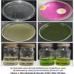 Figure 1: Microbiological Results of BFC After 09 Days.