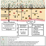 Figure 1: Differences in Eubiotic and Dysbiotic States of the Gut.