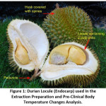 Figure 1: Durian Locule (Endocarp) used in the Extraction Preparation and Pre-Clinical Body Temperature Changes Analysis.