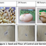 Figure 1: Seed and Flour of Control and Germinated Jack Bean.
