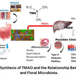 Figure 1: Synthesis of TMAO and the Relationship Between Diet and Floral Microbiota.