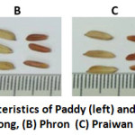 Figure 1: Physical Characteristics of Paddy (left) and Dehusked (right) Rice in (A)  Bangkhunthong, (B) Phron  (C) Praiwan and (D) Salamai.