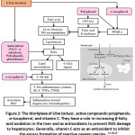 Figure 2: The Workplace of Ulva lactuca, Active Compounds: Polyphenols, α-tocopherol, and Vitamin C.