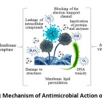 Figure 2: Mechanism of Antimicrobial Action of MNPs.