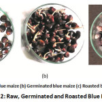 Figure 2: Raw, Germinated and Roasted Blue Maize.