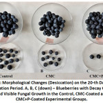 Figure 2: Morphological Changes (Desiccation) on the 20-th Day of the Observation Period. A, B, C (down) – Blueberries with Decay Changes and Visible Fungal Growth in the Control, CMC-Coated and CMC+P-Coated Experimental Groups.