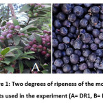 Vol_10_No_2_Eff_Ben_fig1