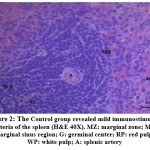 Vol_10_No_2_Viv_Hod_fig2