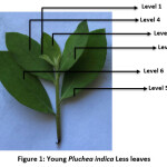Vol_11_No_1_The_Pai_fig1